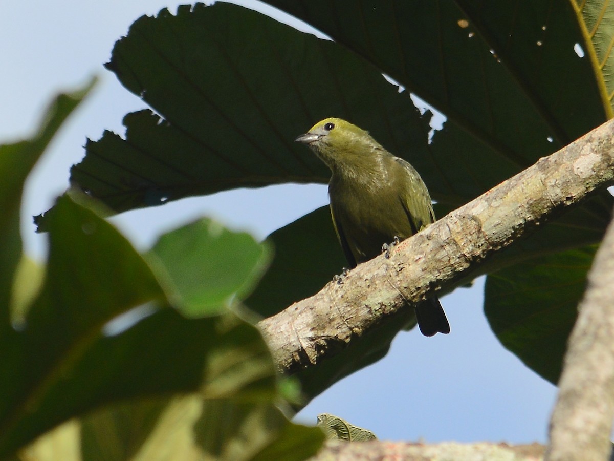 Palm Tanager - ML39468551
