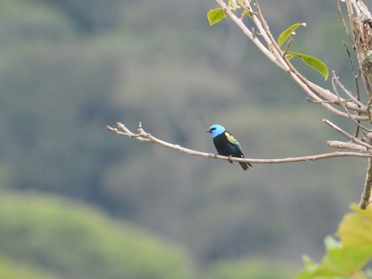 Blue-necked Tanager - ML39468591