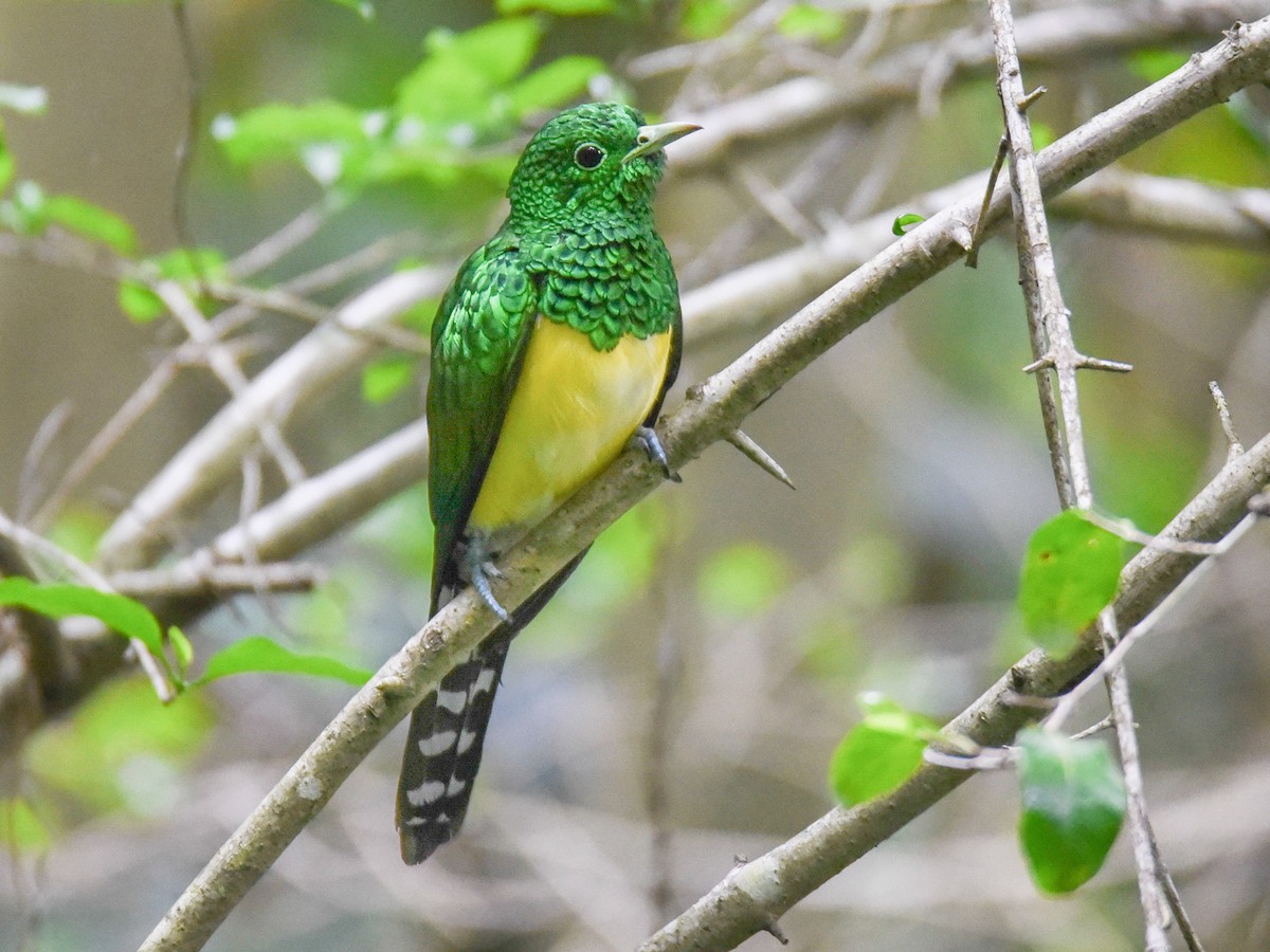 African Emerald Cuckoo - eBird