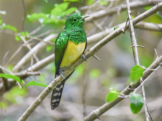 Photos - African Emerald Cuckoo - Chrysococcyx cupreus - Birds of the World