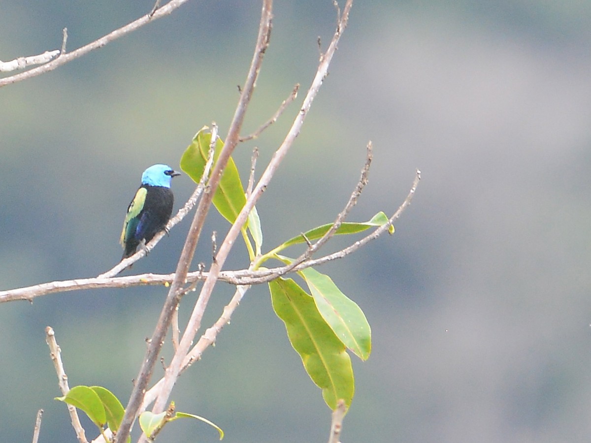 Blue-necked Tanager - ML39468631