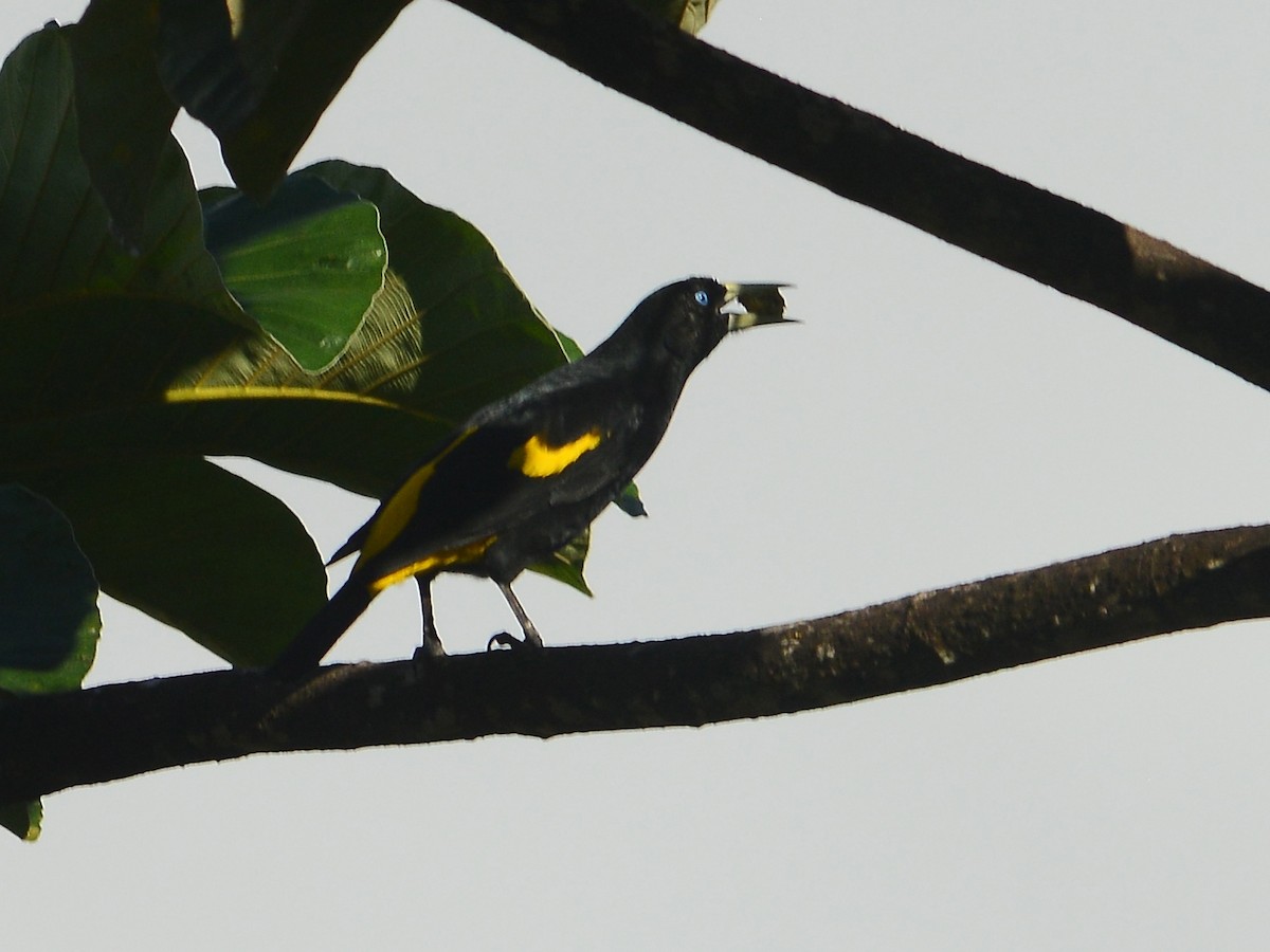Yellow-rumped Cacique - ML39468661