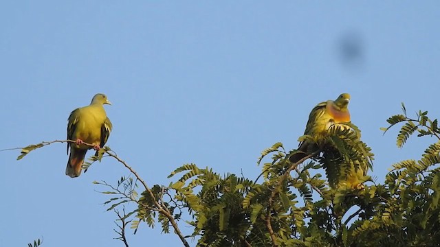 橙胸綠鳩 - ML394687491