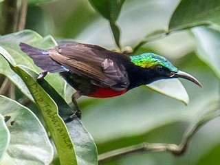 Männchen (Purple-throated) - Djop Tabaranza - ML394691331