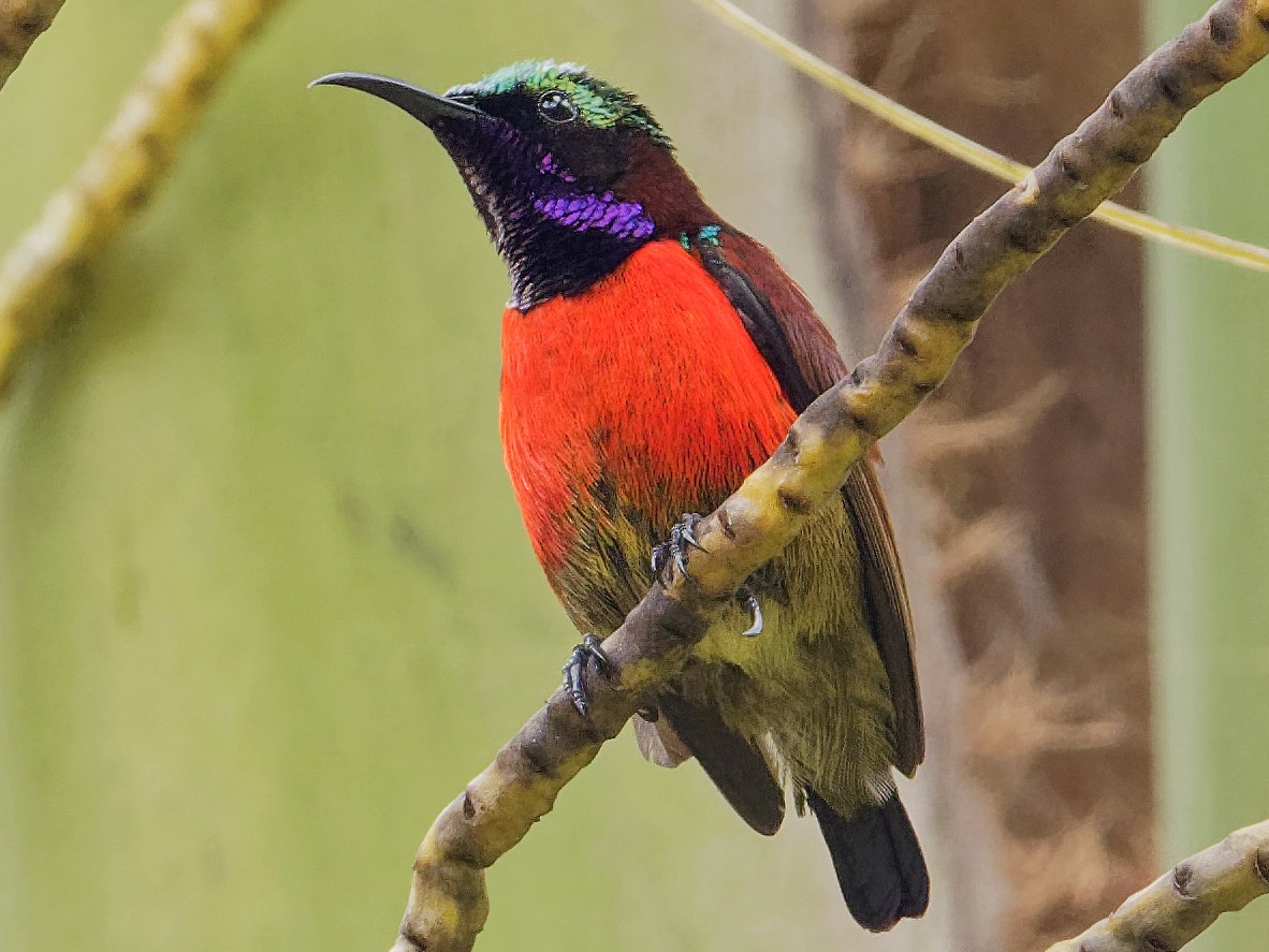 Purple-throated Sunbird - Vincent Wang