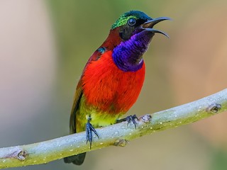 Male (Purple-throated) - Ngoc Sam Thuong Dang - ML394691531