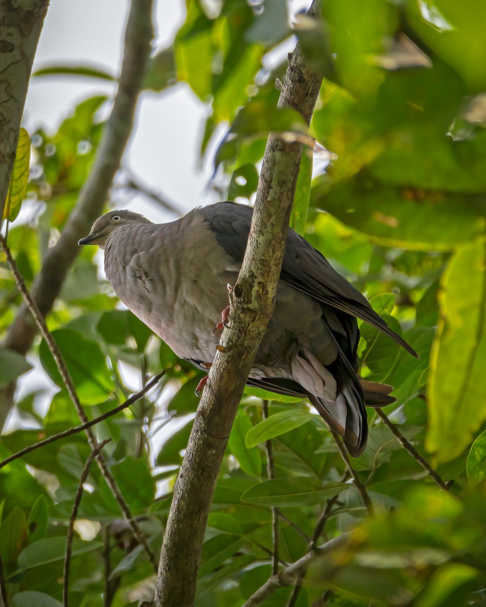 White-tipped Dove (brasiliensis Group) - Thyego Ferraz