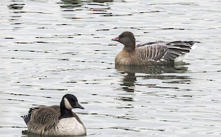 Pink-footed Goose, ML394692741
