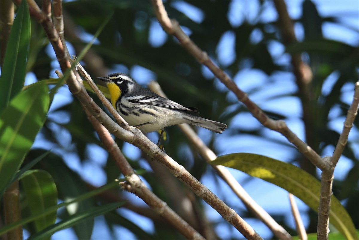 Yellow-throated Warbler - ML394693001