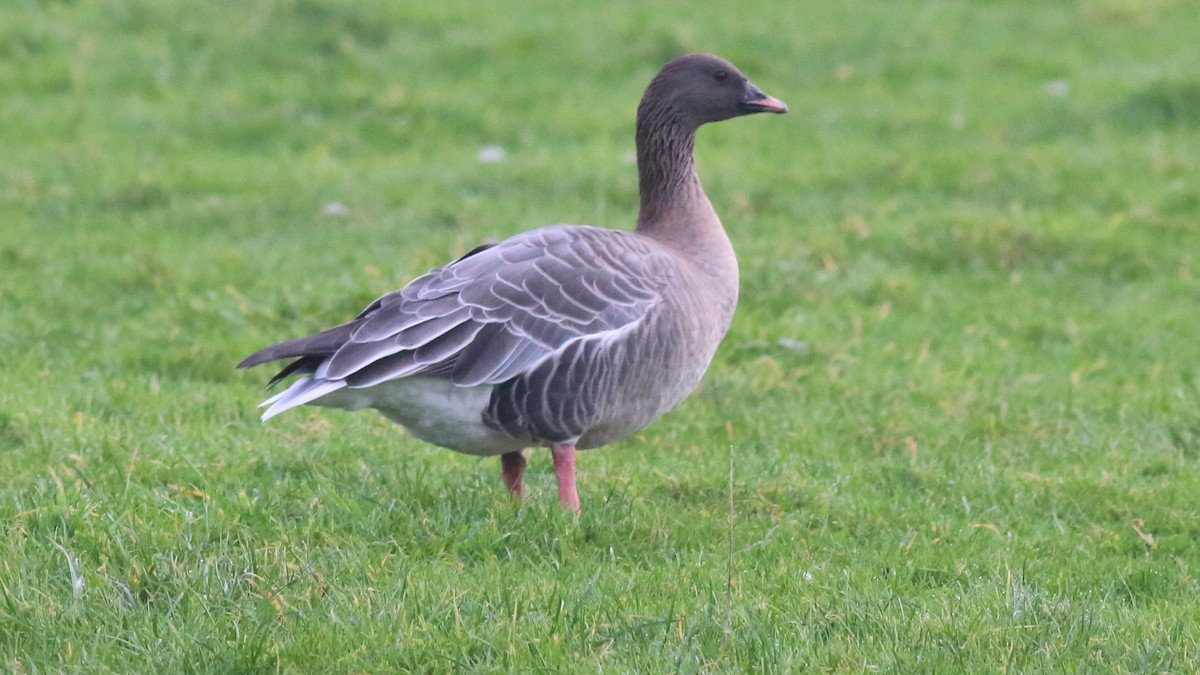 Pink-footed Goose - Rick Folkening