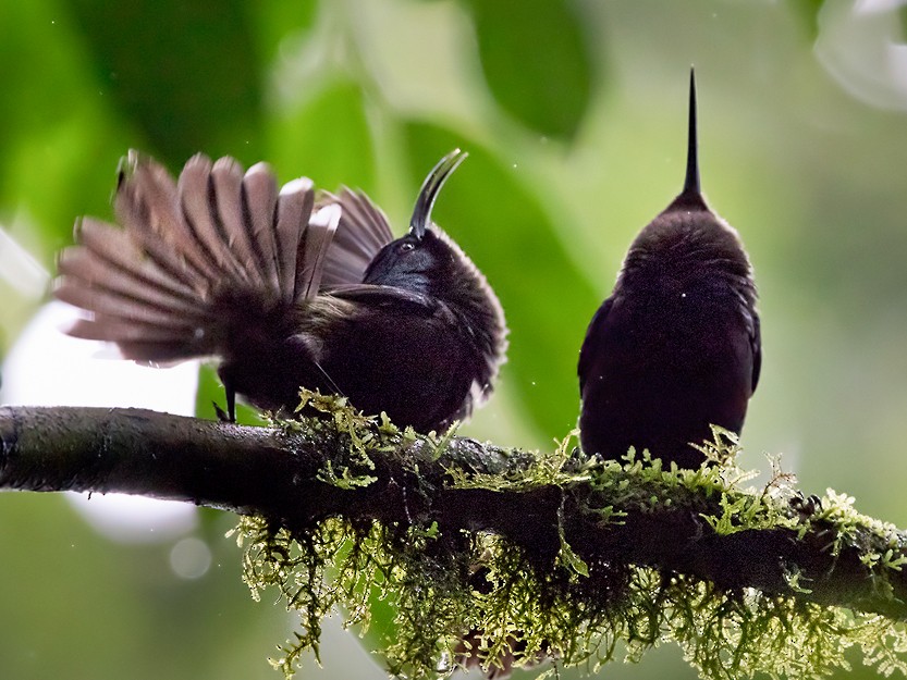 Sao Tome Sunbird - Lars Petersson | My World of Bird Photography