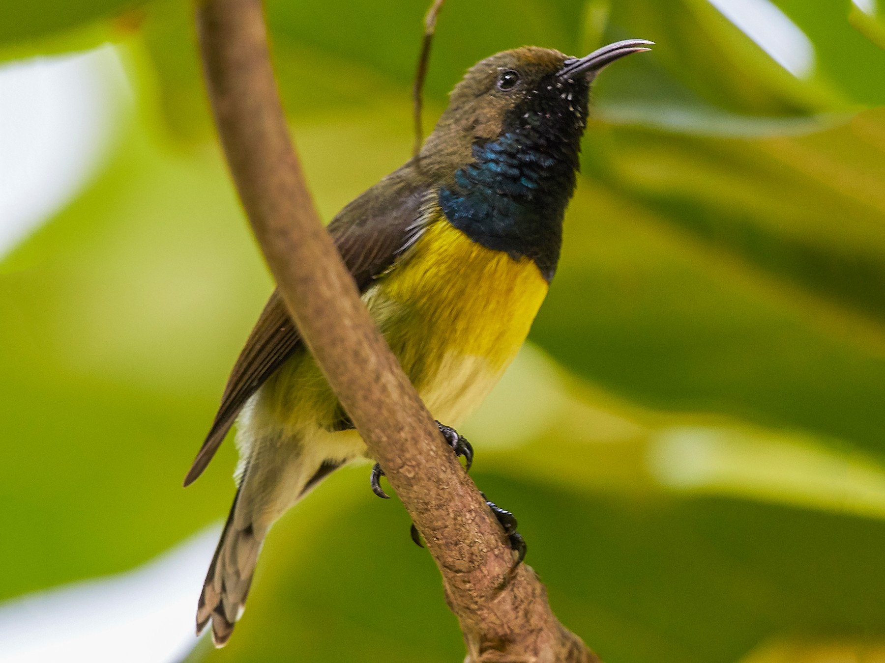 Newton's Sunbird - eBird