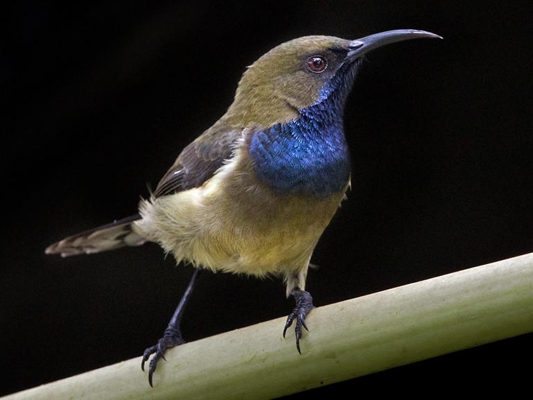 Principe Sunbird eBird