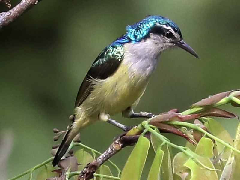 Violet-tailed Sunbird - Ross Gallardy