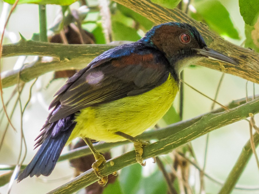 Grey-throated Sunbird - Erickson Tabayag