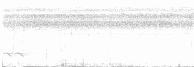 White-breasted Wood-Wren (Black-capped) - ML394705251