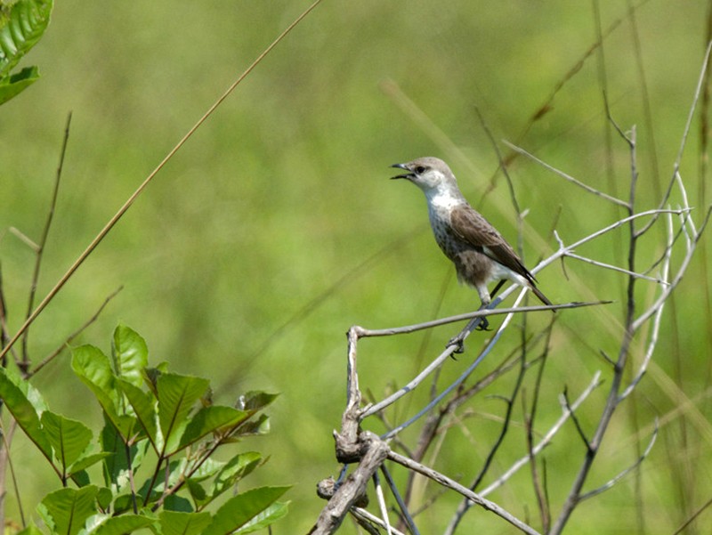 Congo Moor Chat - Ebird