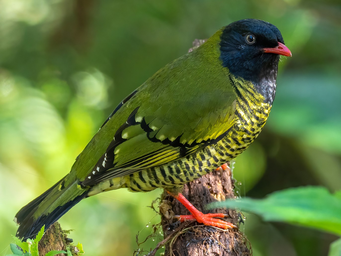 Barred Fruiteater - Andres Vasquez Noboa