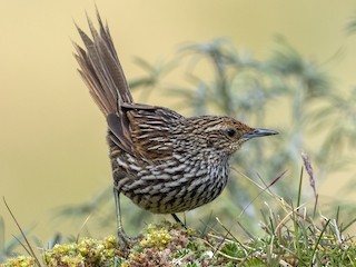  - Many-striped Canastero