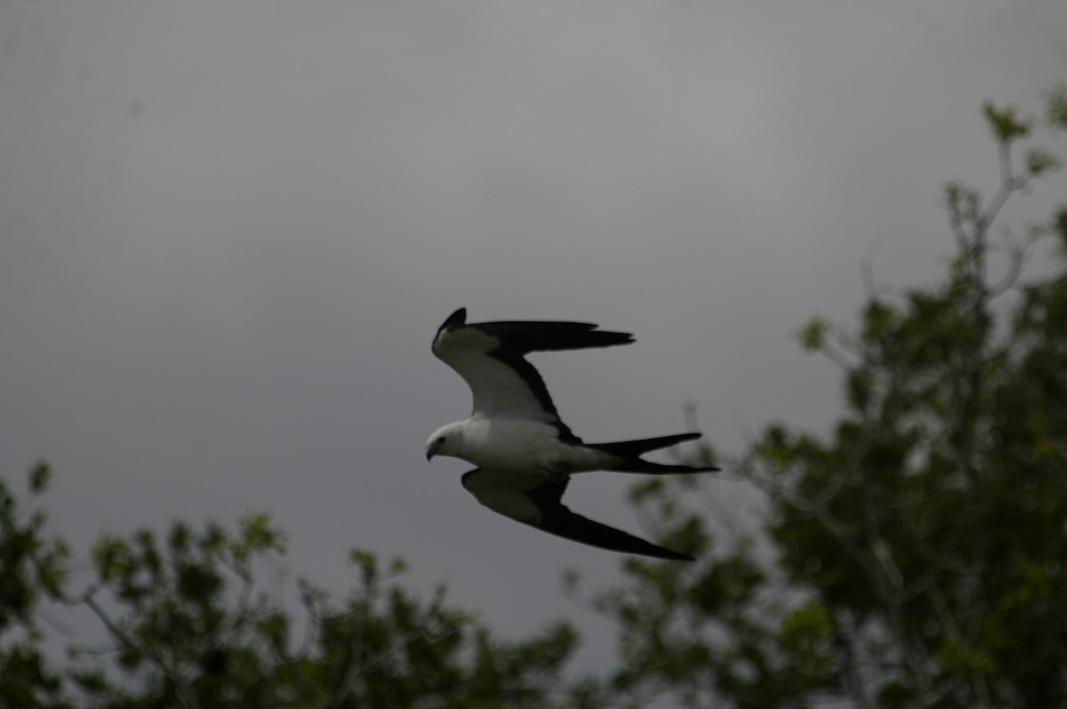 Swallow-tailed Kite - ML394712611