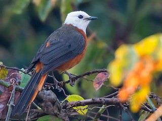 シロガシラツグミヒタキ - eBird