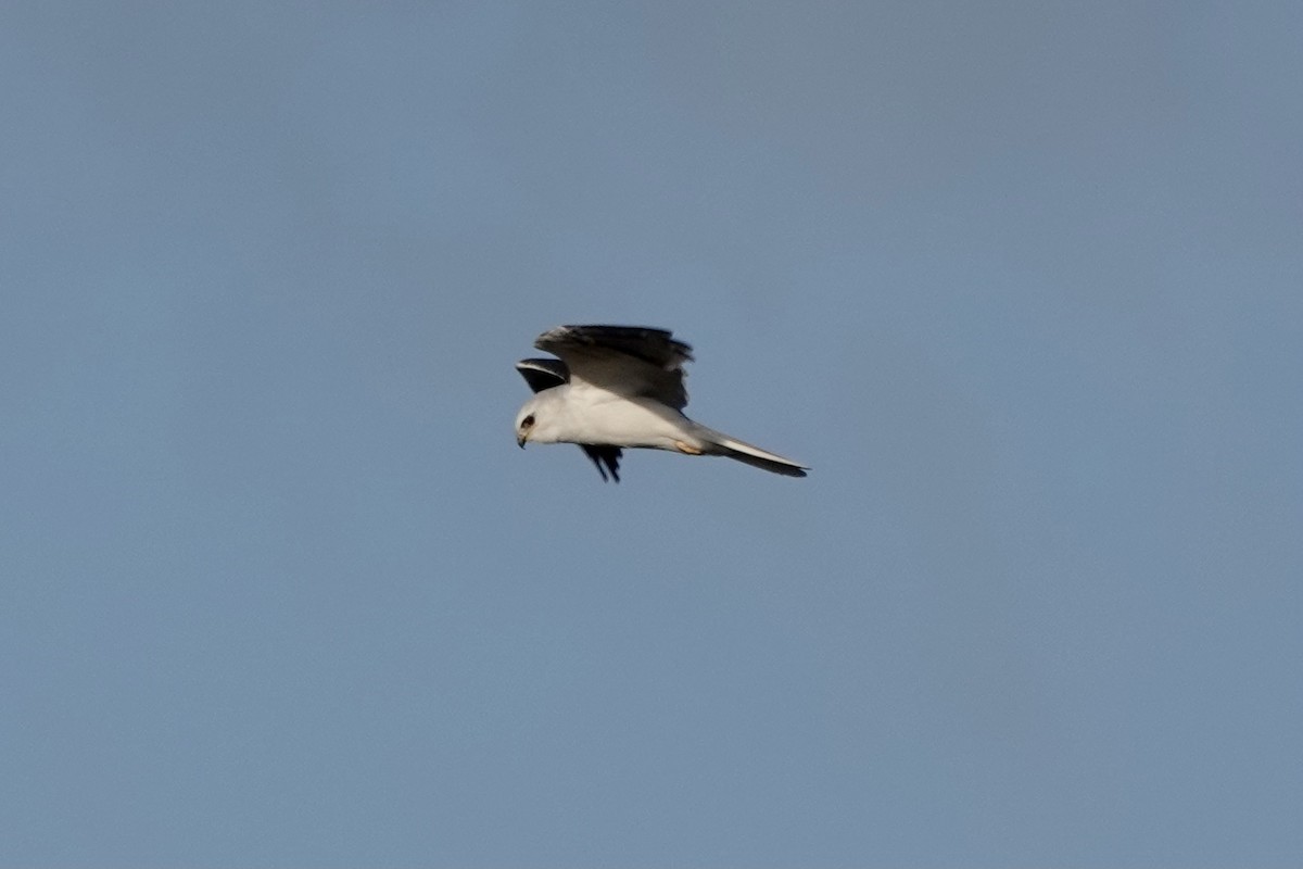 White-tailed Kite - Matthew Auchter