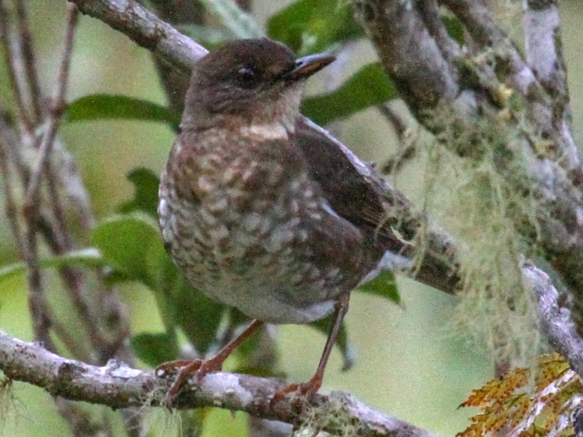 Comoro Thrush - Charles Davies