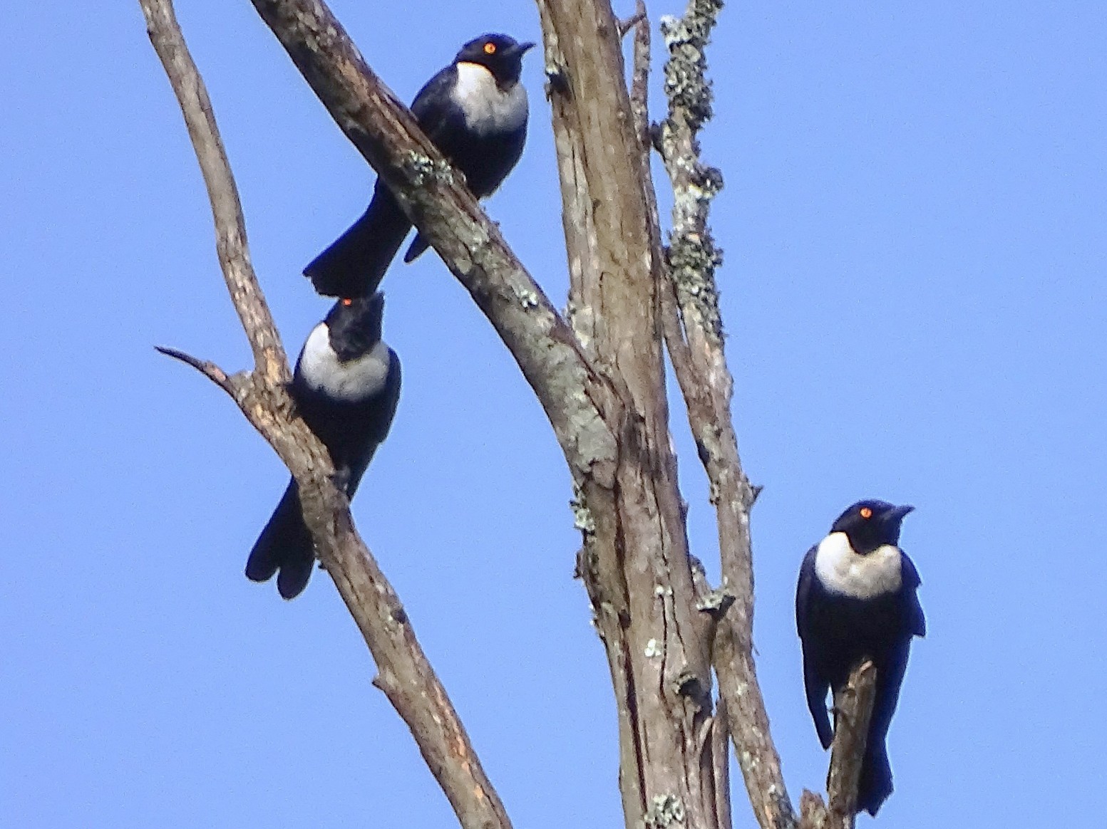 White-collared Starling - eBird