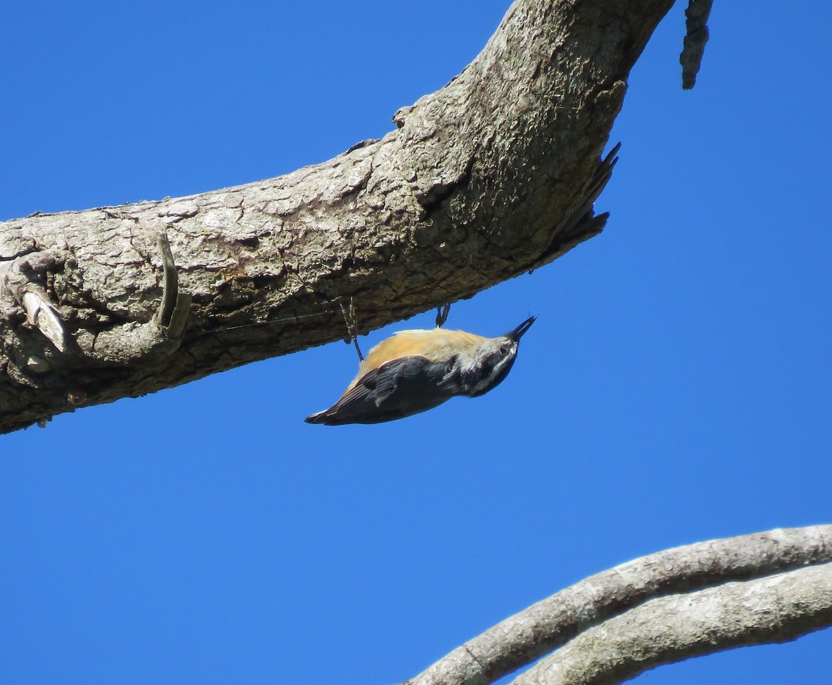 Red-breasted Nuthatch - Rosemary Seidler