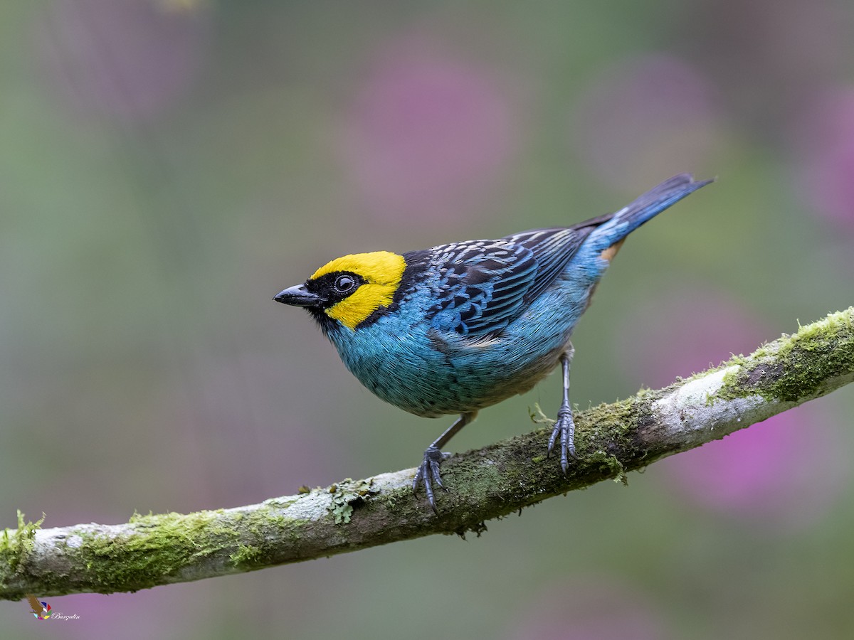 Saffron-crowned Tanager - ML394729351