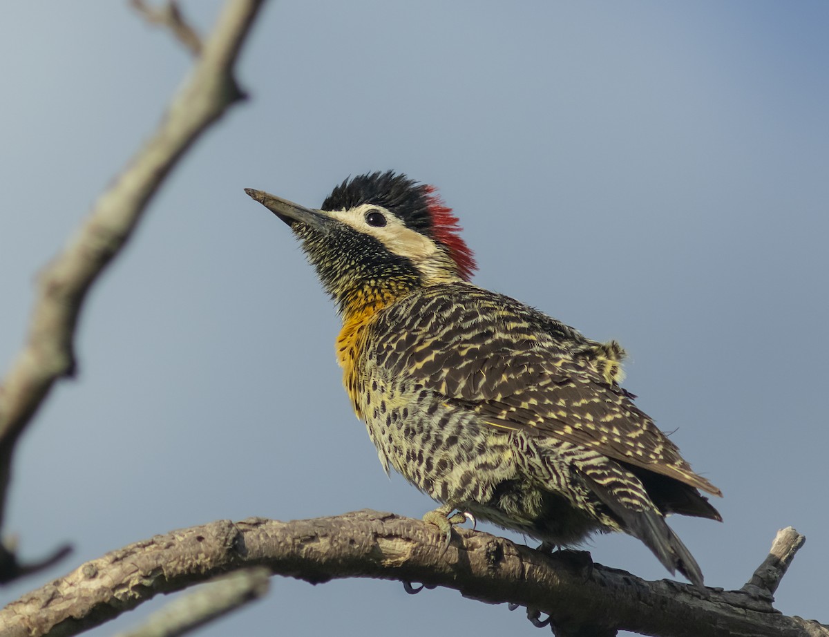 Green-barred Woodpecker - ML394731461