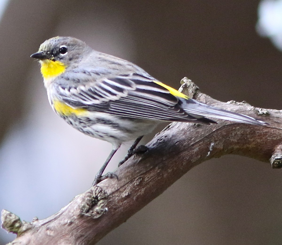 Yellow-rumped Warbler (Audubon's) - Don Roberson