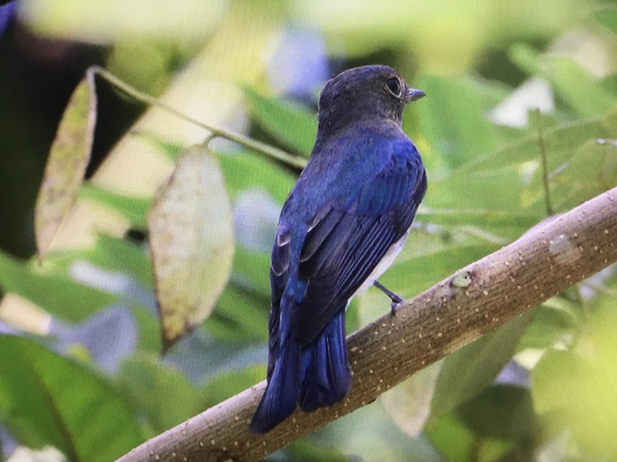 Blue-and-white Flycatcher - ML394736541