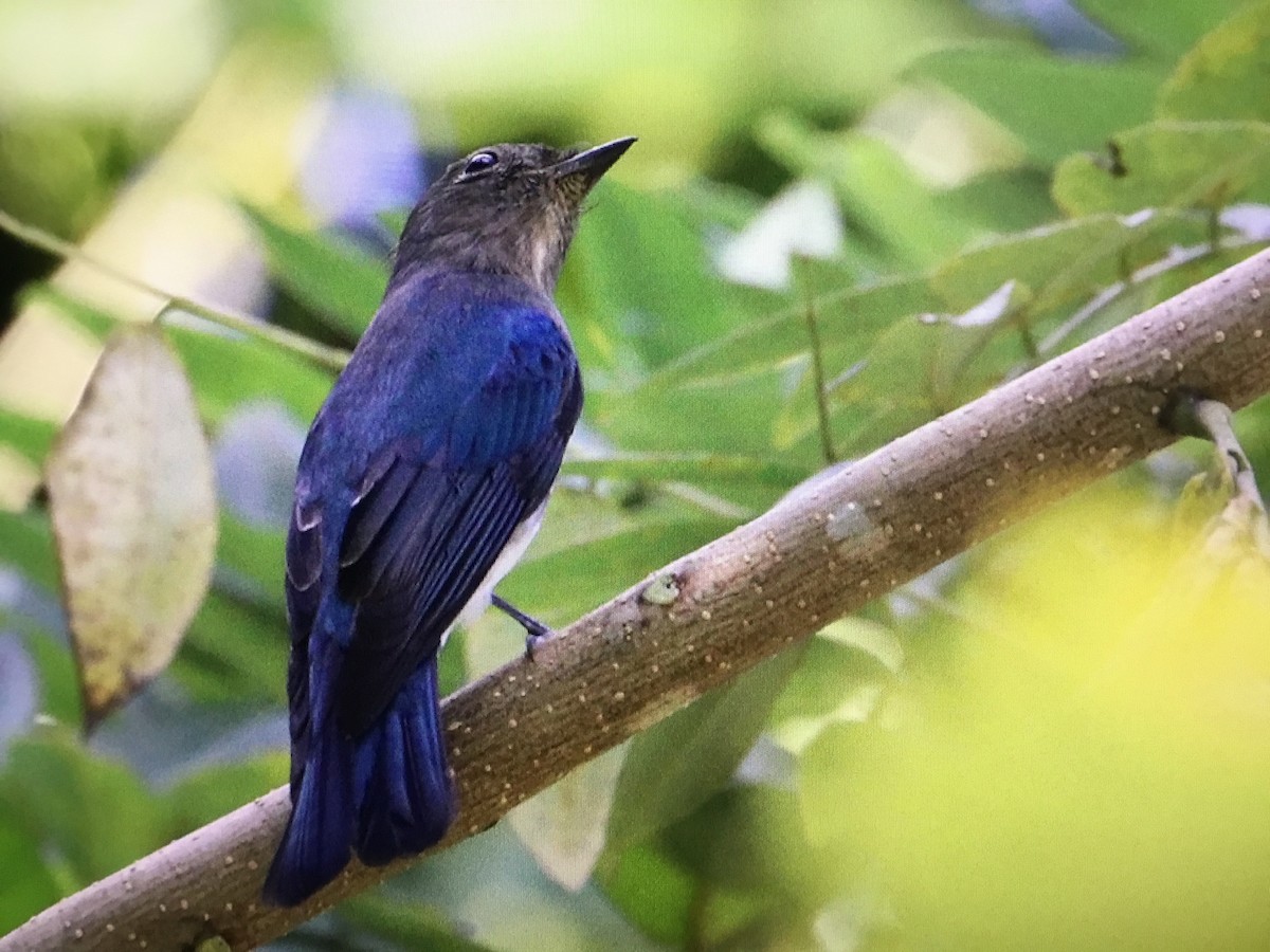 Blue-and-white Flycatcher - ML394736551
