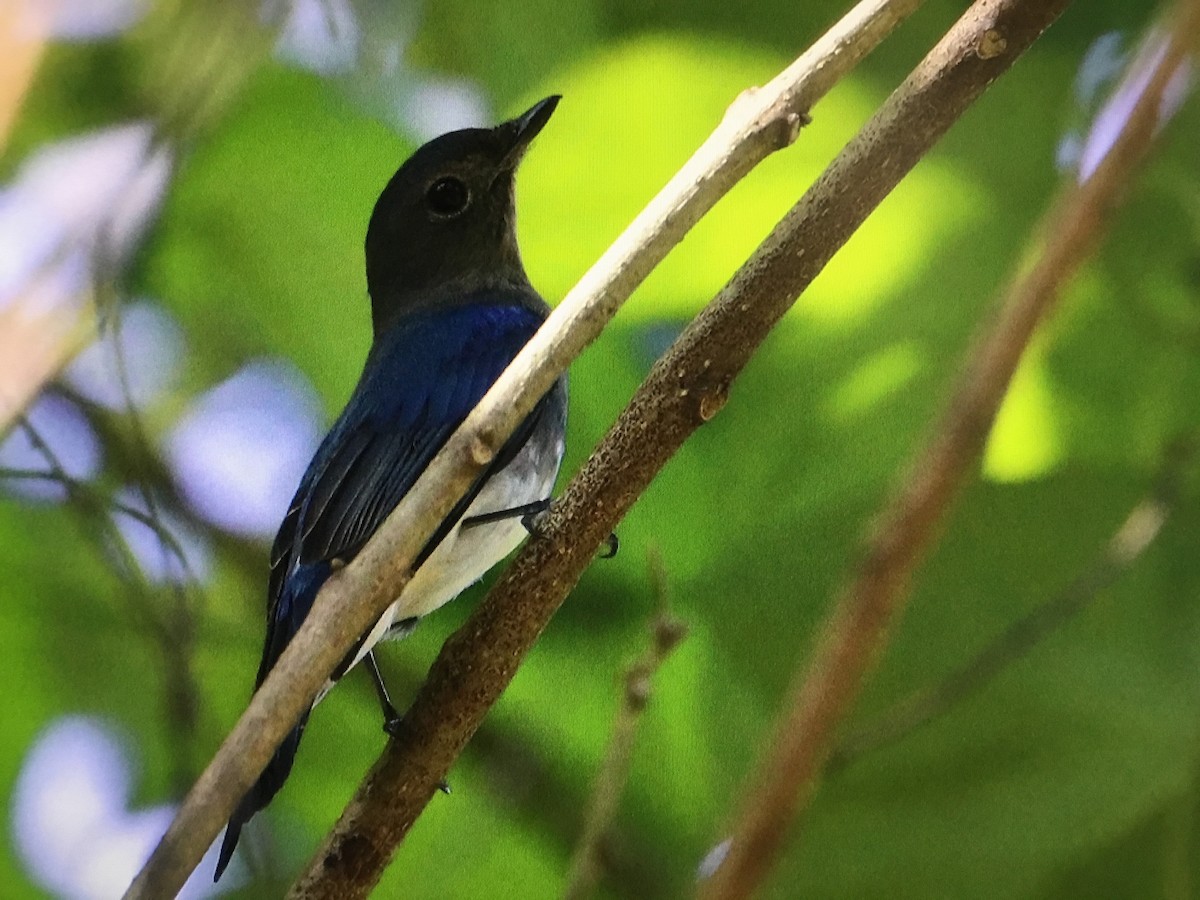 Blue-and-white Flycatcher - Snehes Bhoumik