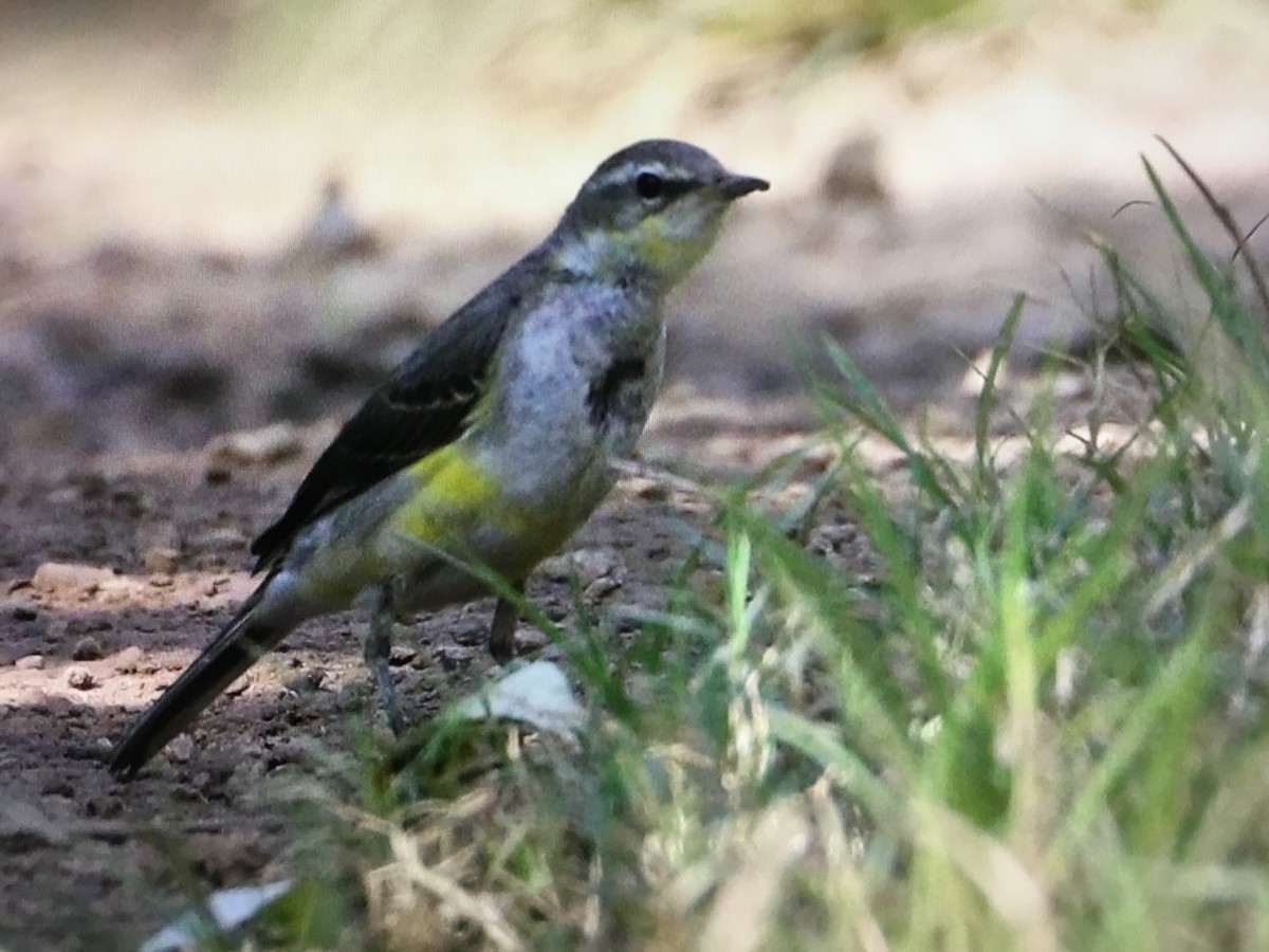 Eastern Yellow Wagtail - Snehes Bhoumik