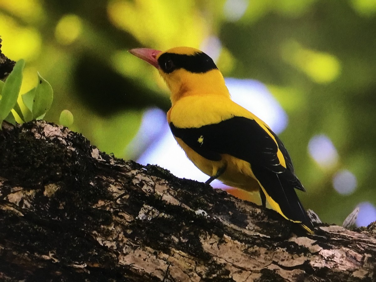 Black-naped Oriole - Snehes Bhoumik