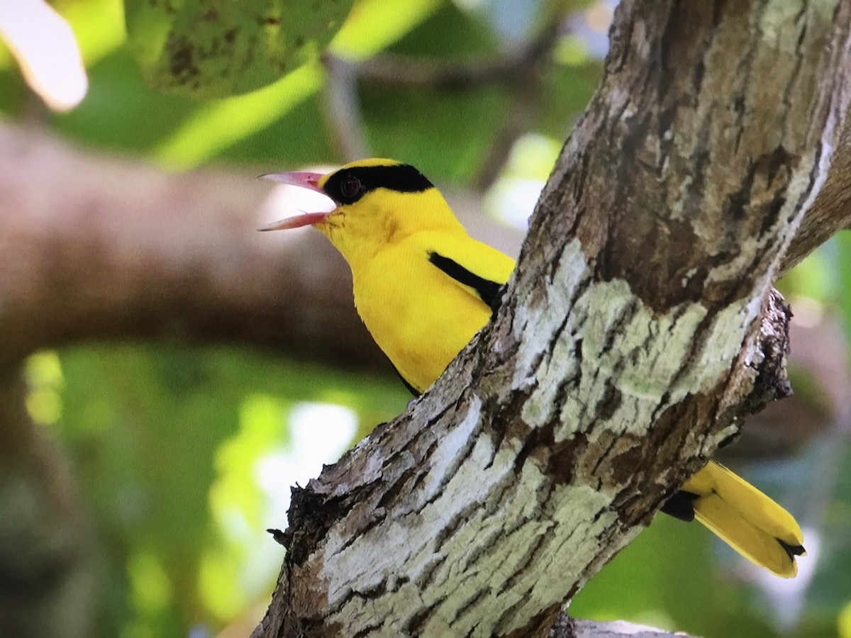 Black-naped Oriole - Snehes Bhoumik