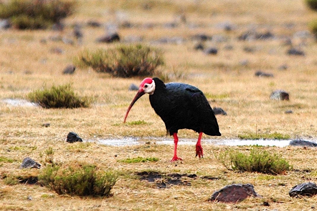 ibis jihoafrický - ML394750531