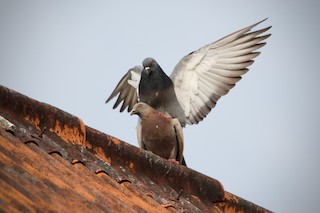 Rock Pigeon (Feral Pigeon), ML394757091
