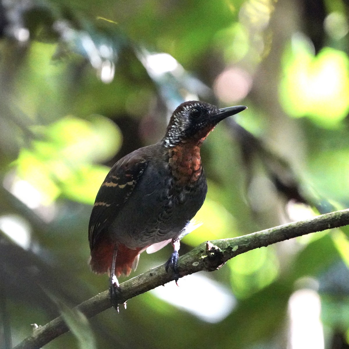 Wing-banded Antbird - ML394760531
