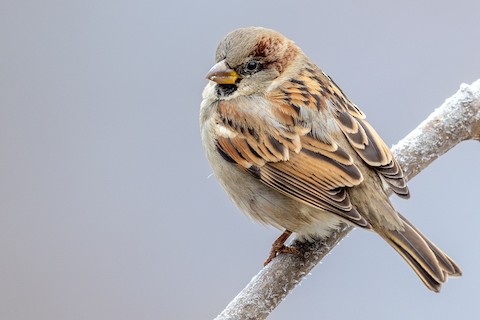 house sparrow female winter