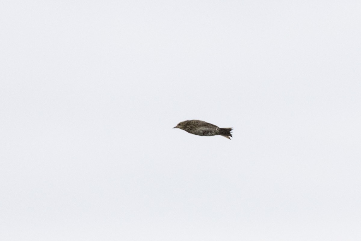 Short-tailed Pipit - Niall D Perrins