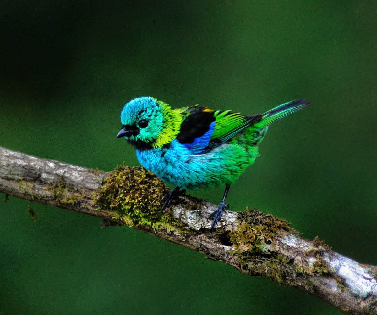 Green-headed Tanager - ML394767331