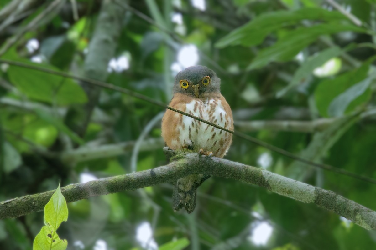 Red-chested Owlet - ML394772501