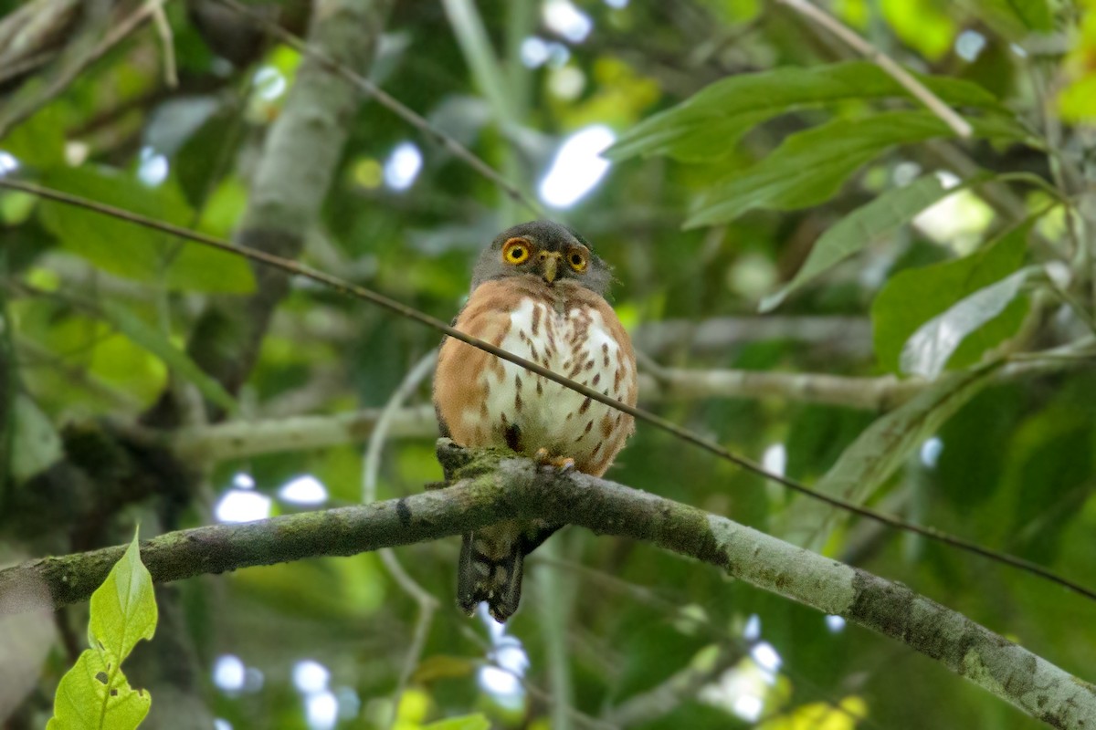 Red-chested Owlet - Bradley Hacker 🦜