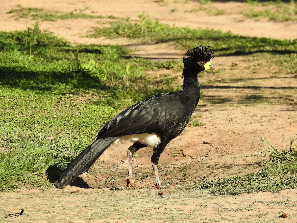 Bare-faced Curassow - ML394774581