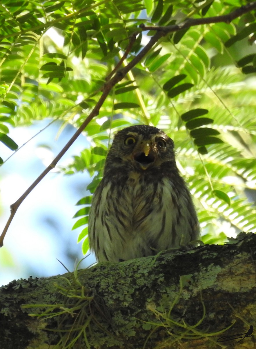 Ferruginous Pygmy-Owl - ML394777641