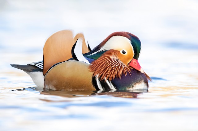 Canard Mandarin • Aix Galericulata • Élevage et vente de Mandarin