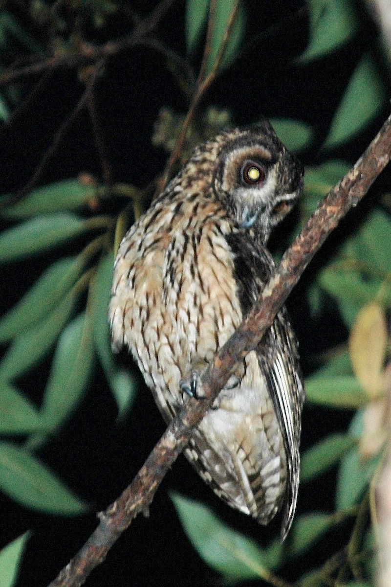 Madagascar Owl - ML394779221